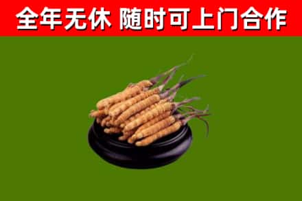 陆丰市回收散虫草